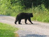 bear1 June04