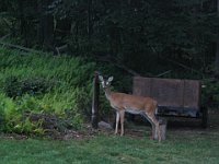 deer04 001