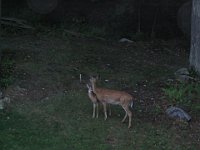 deer04 003