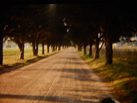 Cedar Trees to Cemetary