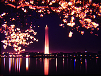 Cherry Blossoms at Night