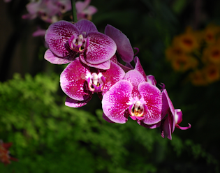 Purple orchid