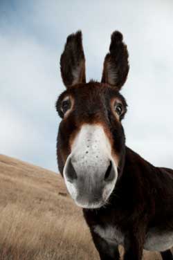Donkey